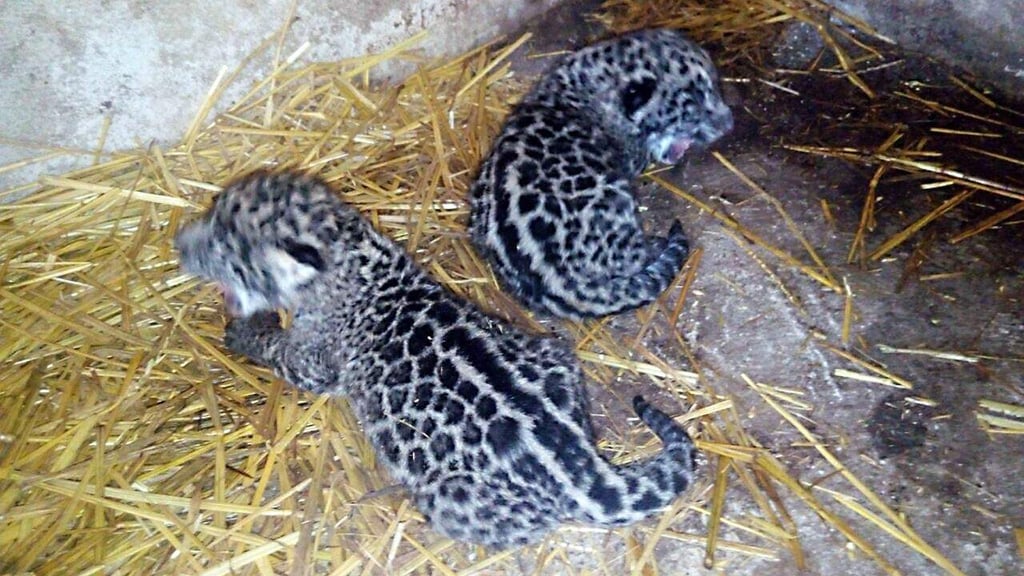 Consta la Profepa nacimiento de dos jaguares