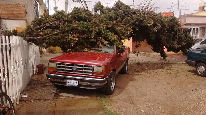 Viento tumba árbol y causa daños en fraccionamiento Guadalupe