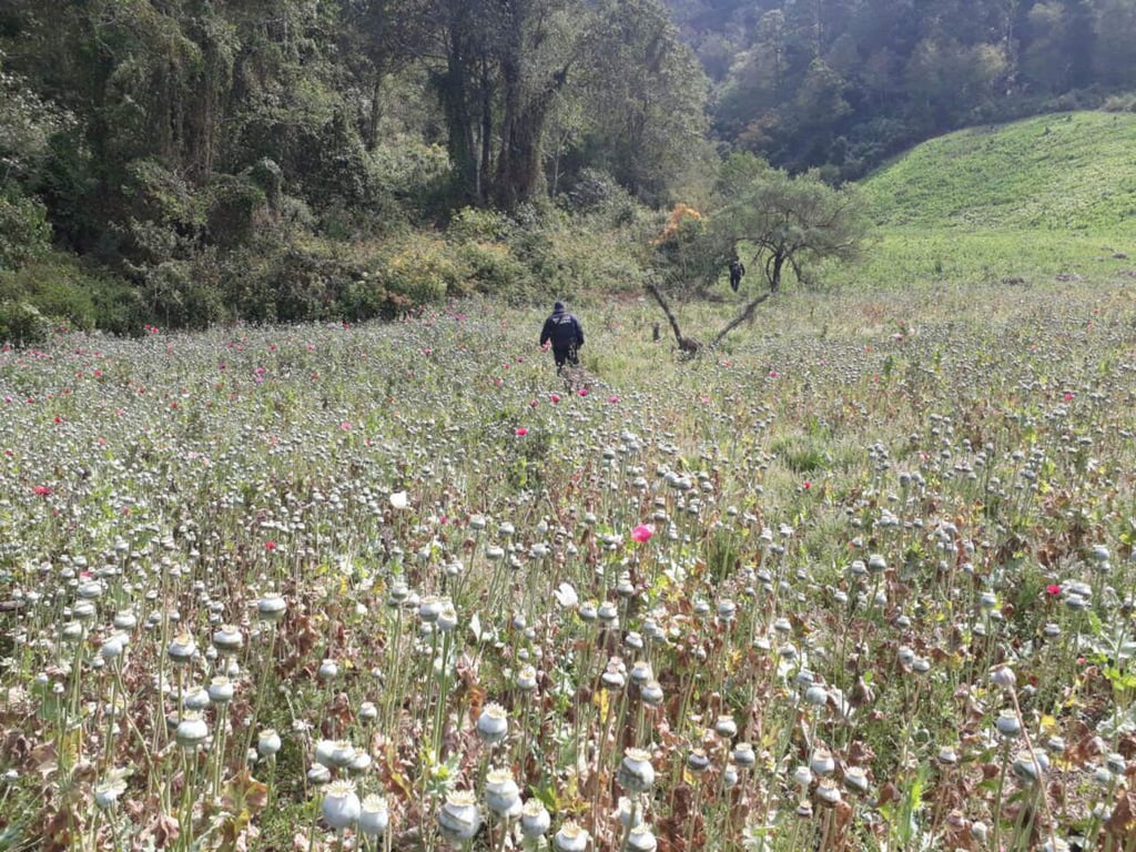 Destruyen sembradío con más de 13 toneladas de amapola en Oaxaca