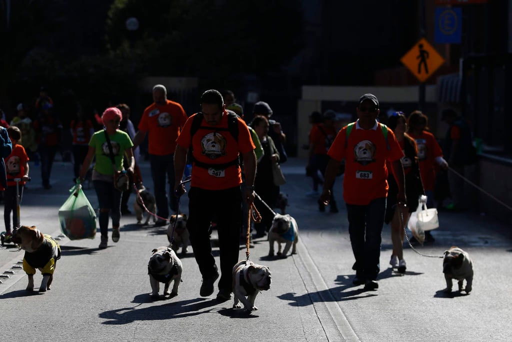 Caminata de bulldogs rompe récord Guinness en CDMX