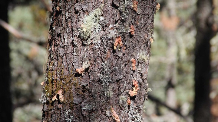 Inicia temporada de plagas en los bosques