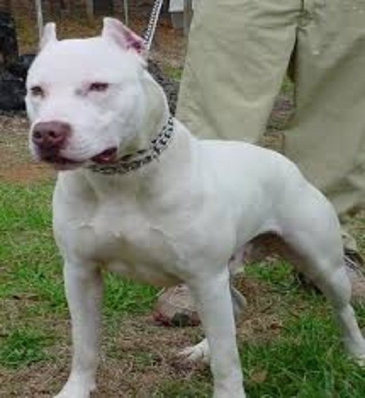 Ataca perro pitbull a niño de 2 años