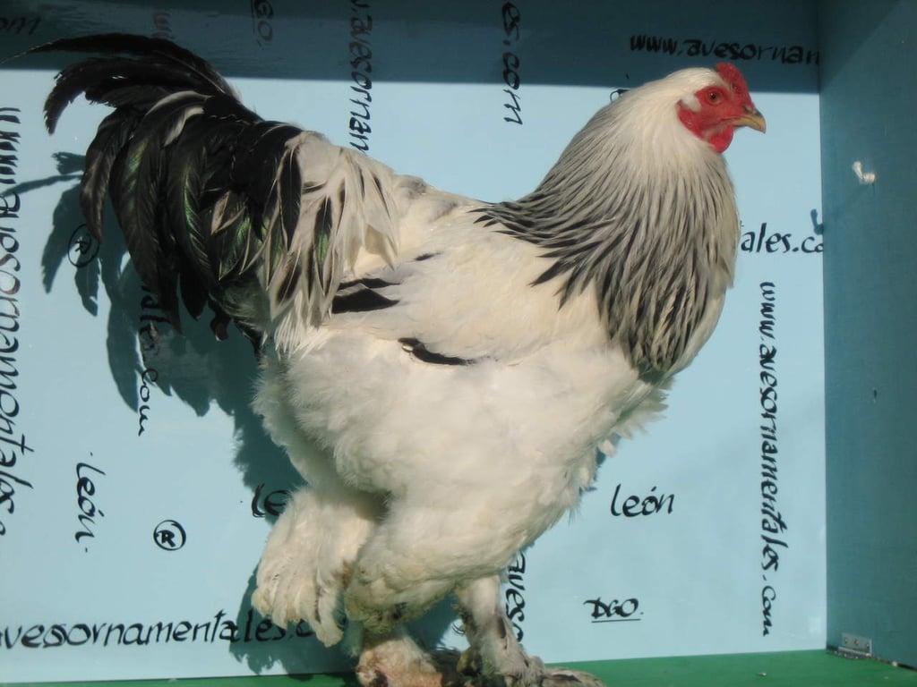 Gallo Brahama, el animal que puso a dudar a todos