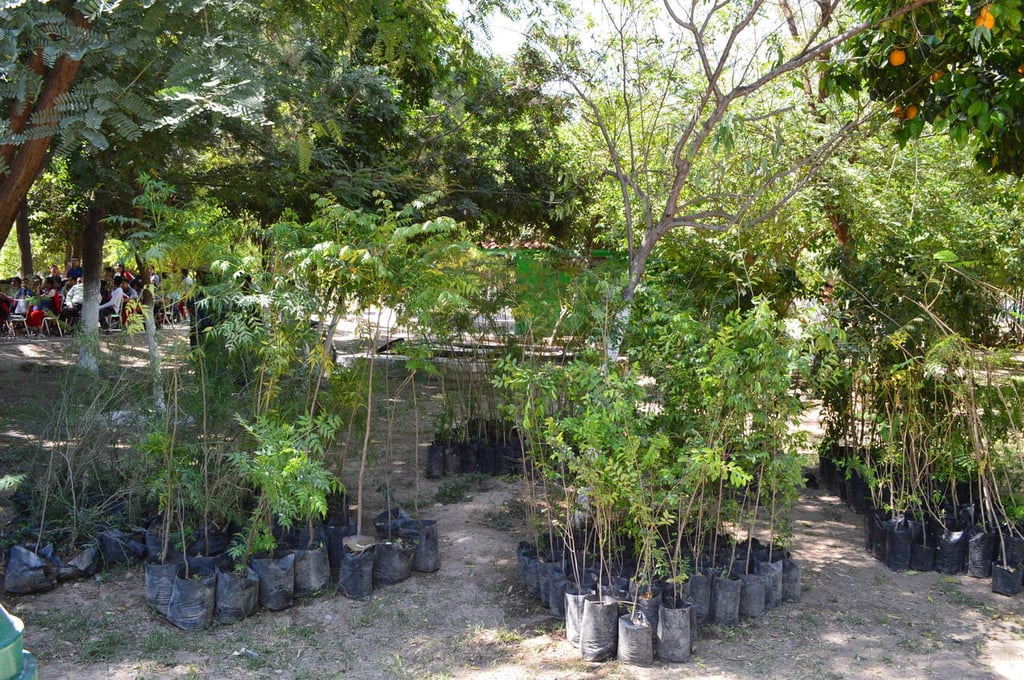 Disponibles ya árboles para donar en Lerdo