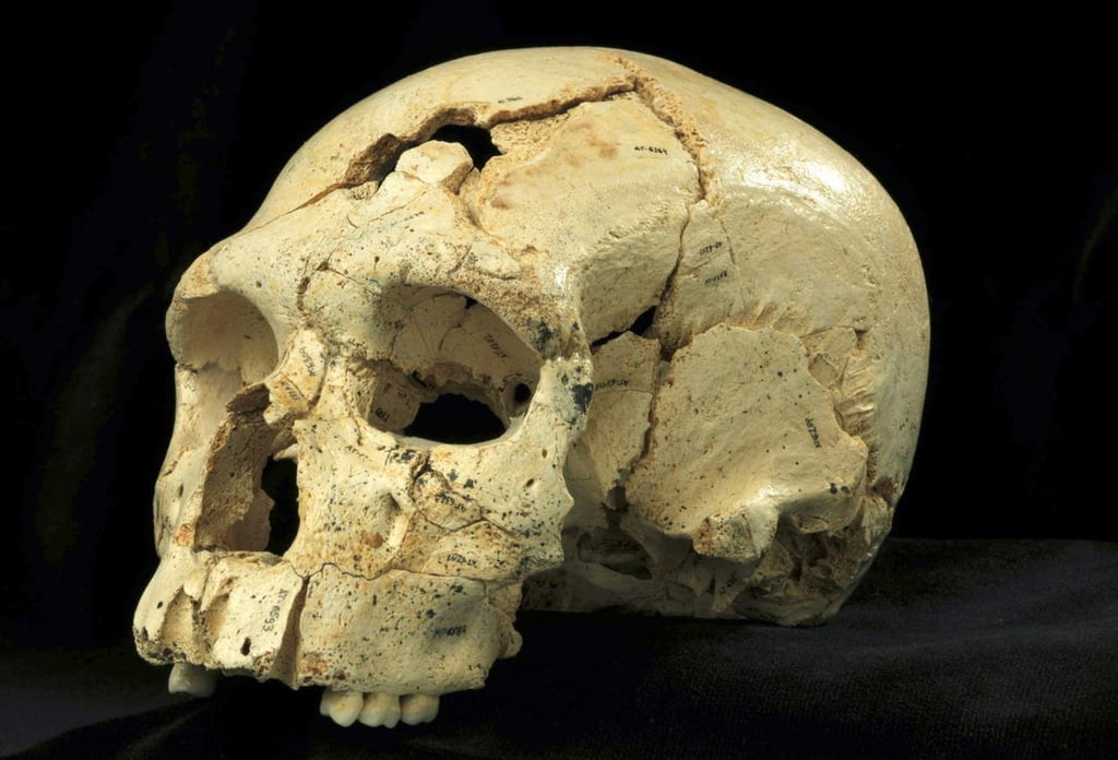 Hombres de Atapuerca ya cazaban organizados en grupos