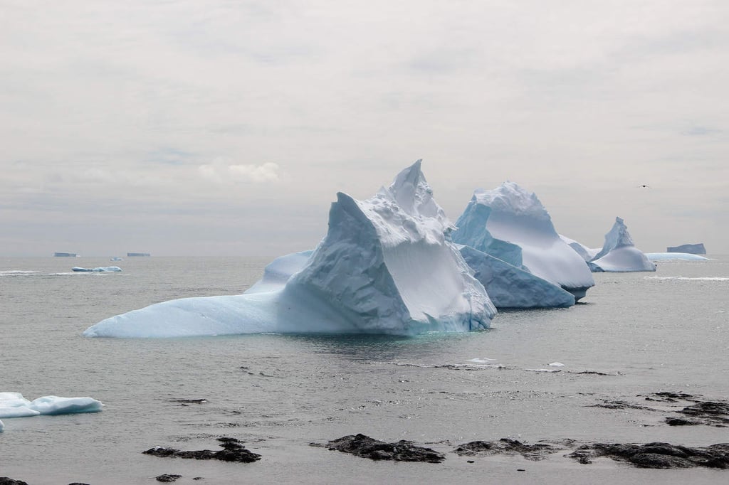 Un oasis para la fauna antártica que cautiva a científicos