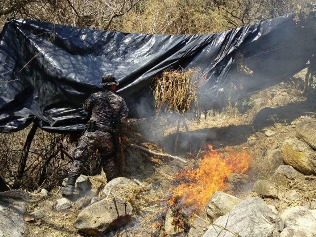 Destruyen más de 37 mil plantas de amapola en Jalisco