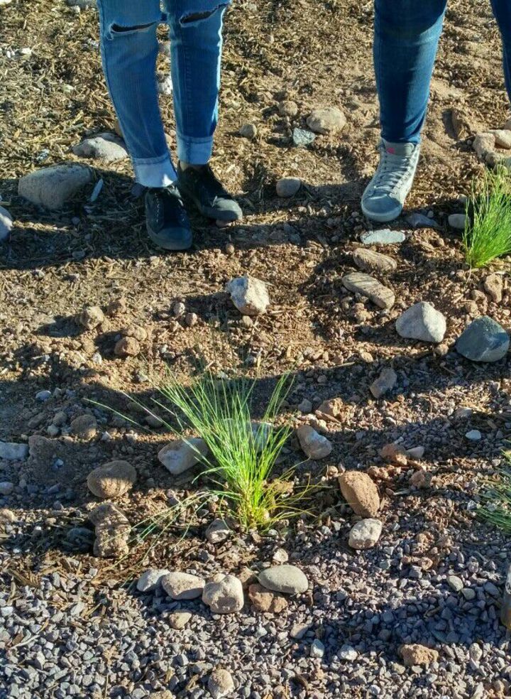 Reforestación escolar