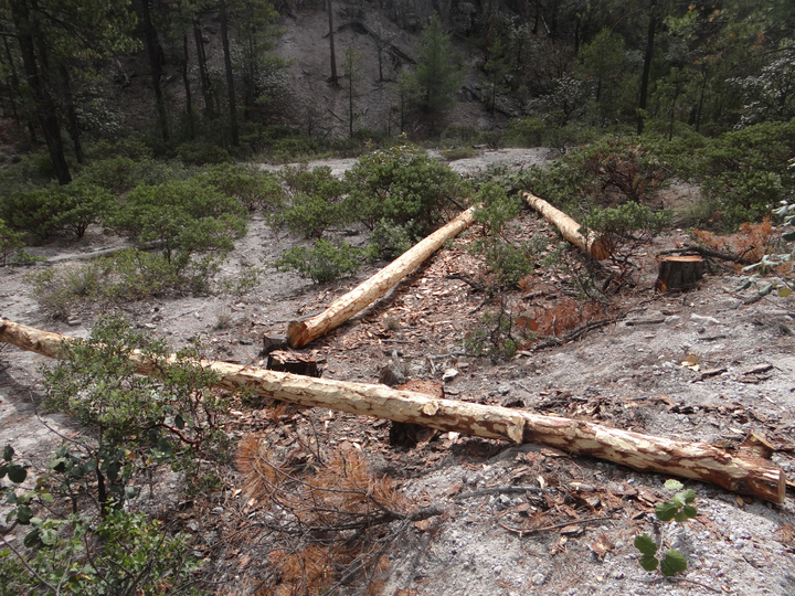 Zacatecanos talan bosque indígena