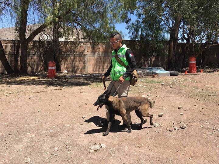 La UEPC prepara su unidad canina