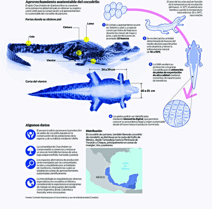 Pieles de cocodrilo para cuidar su hábitat