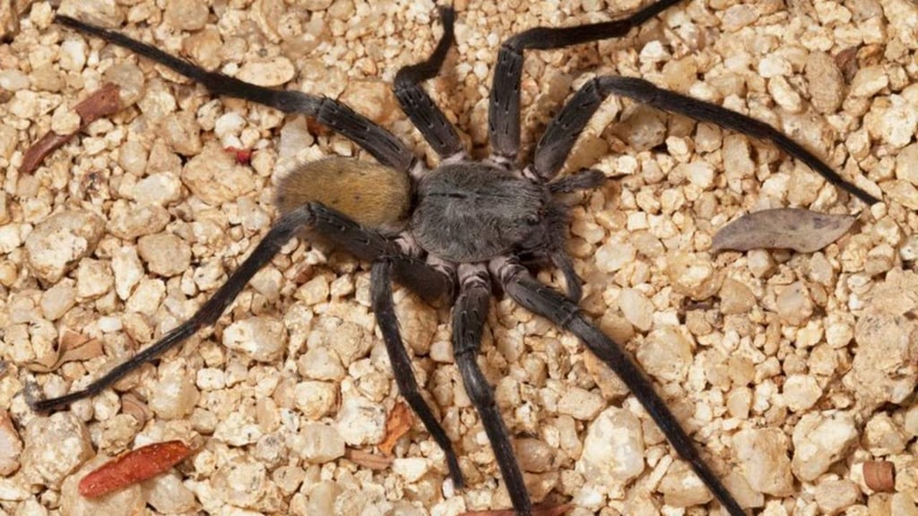 Descubre nueva araña gigante en México
