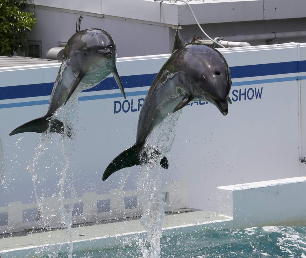 Avalan diputados prohibición de delfinarios