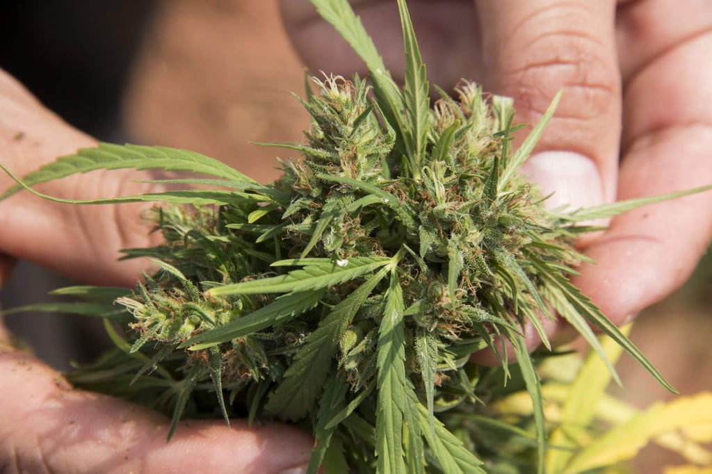 Comisiones de diputados aprueban uso medicinal de marihuana