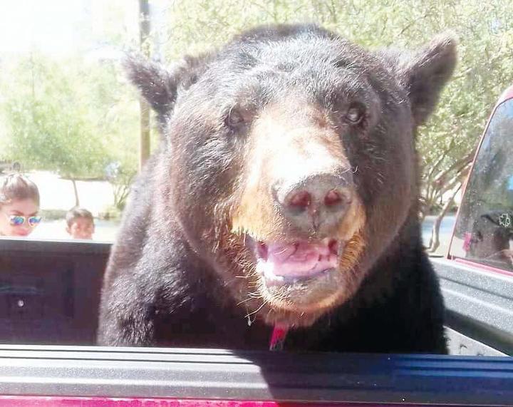 'Pasean' a oso vivo en Durango