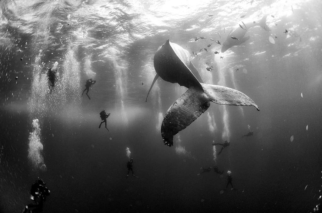 Así evitan las ballenas jorobadas a los depredadores