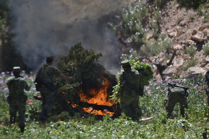 Ejército destruye 480 mil plantas de amapola