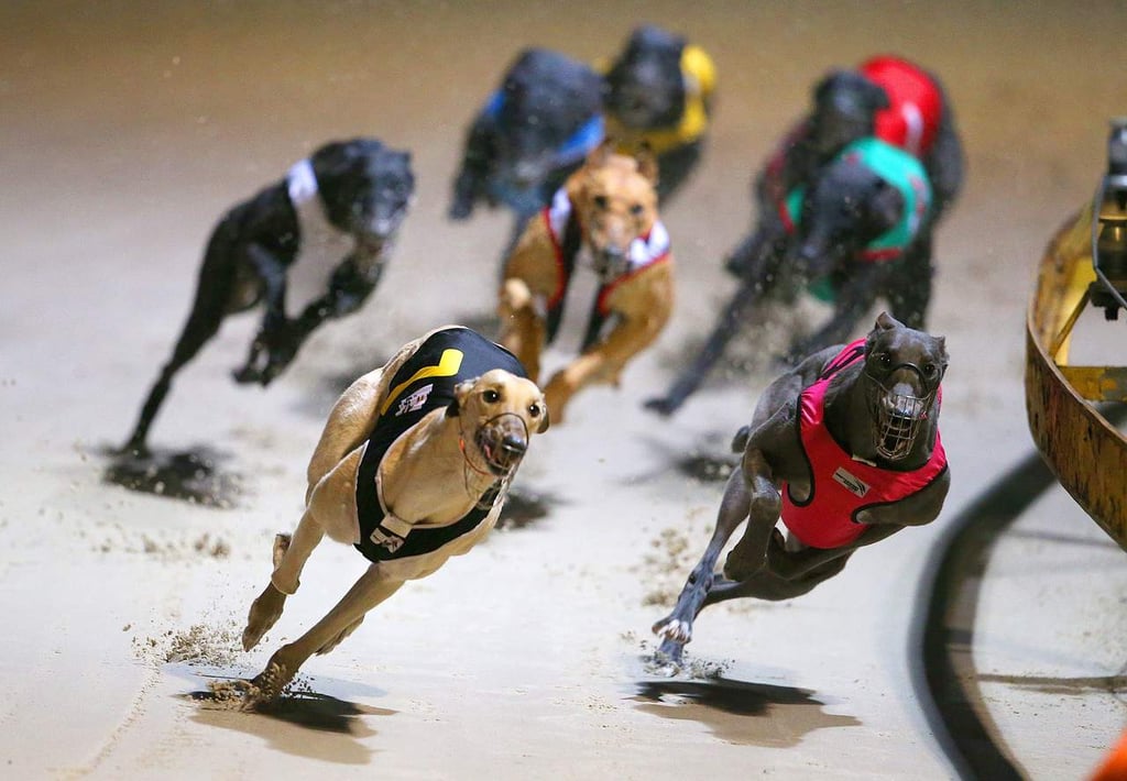 Dan 5 galgos positivos en prueba de cocaina tras carrera en Florida