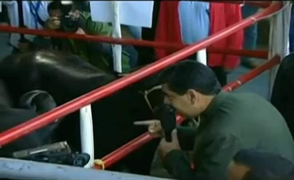 Causa polémica Maduro al pedir apoyo a vacas