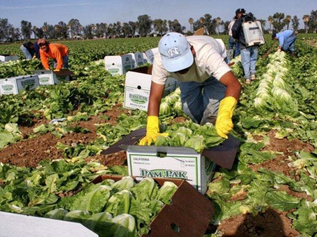 Aplauden iniciativa de para legalizar a trabajadores agrícolas en EU