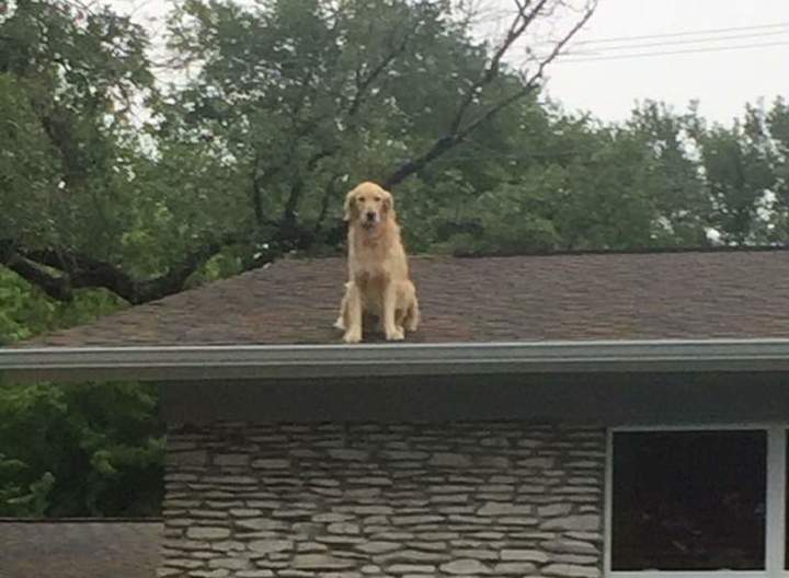 Tuvieron que explicar a sus vecinos por qué su perro siempre está en el techo