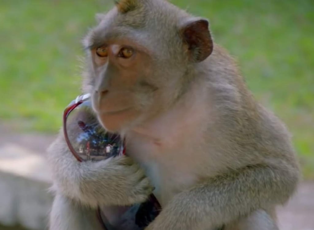Los monos salvajes que aprendieron a robar a los turistas