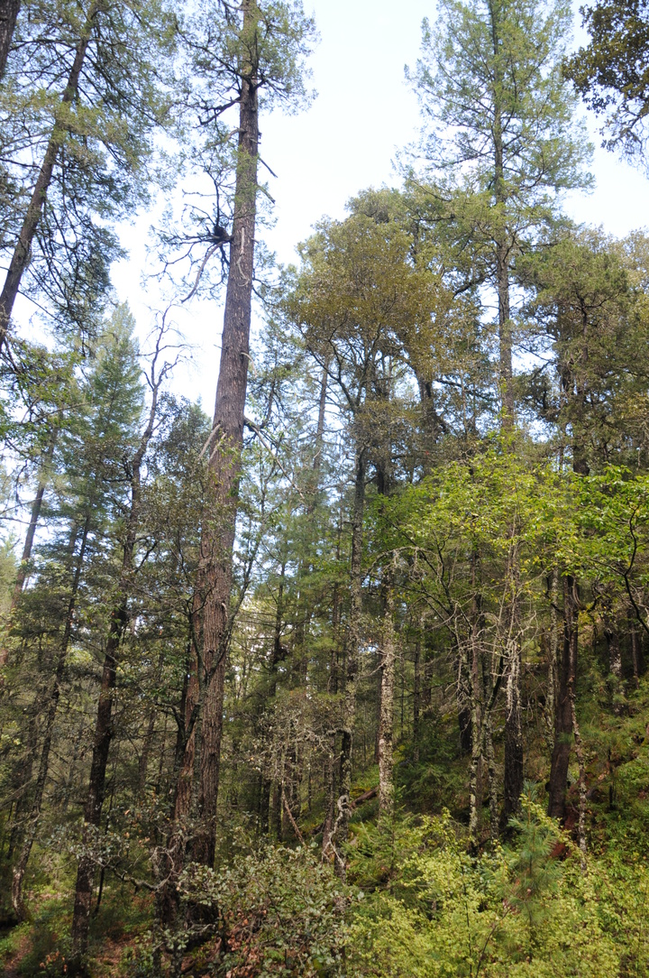 Mezquital es bosque: alcalde