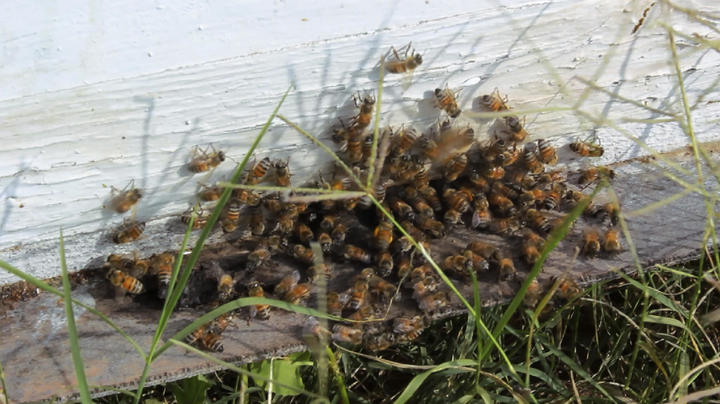 Productores adquieren abejas