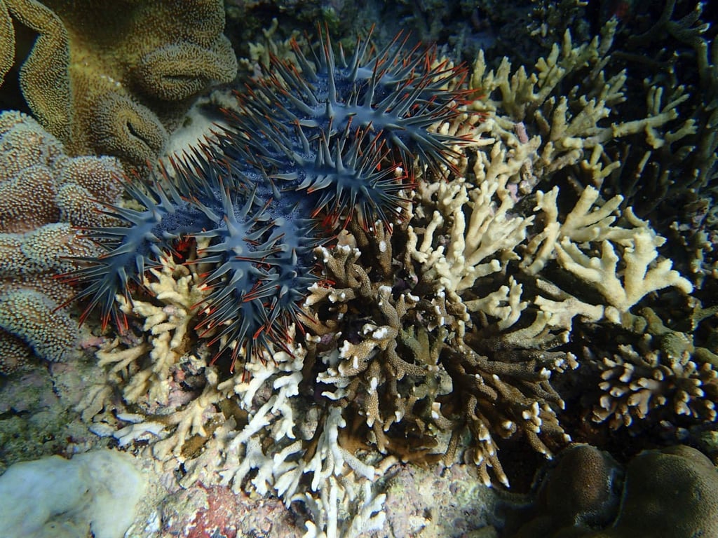 La estrella de mar depredadora de corales