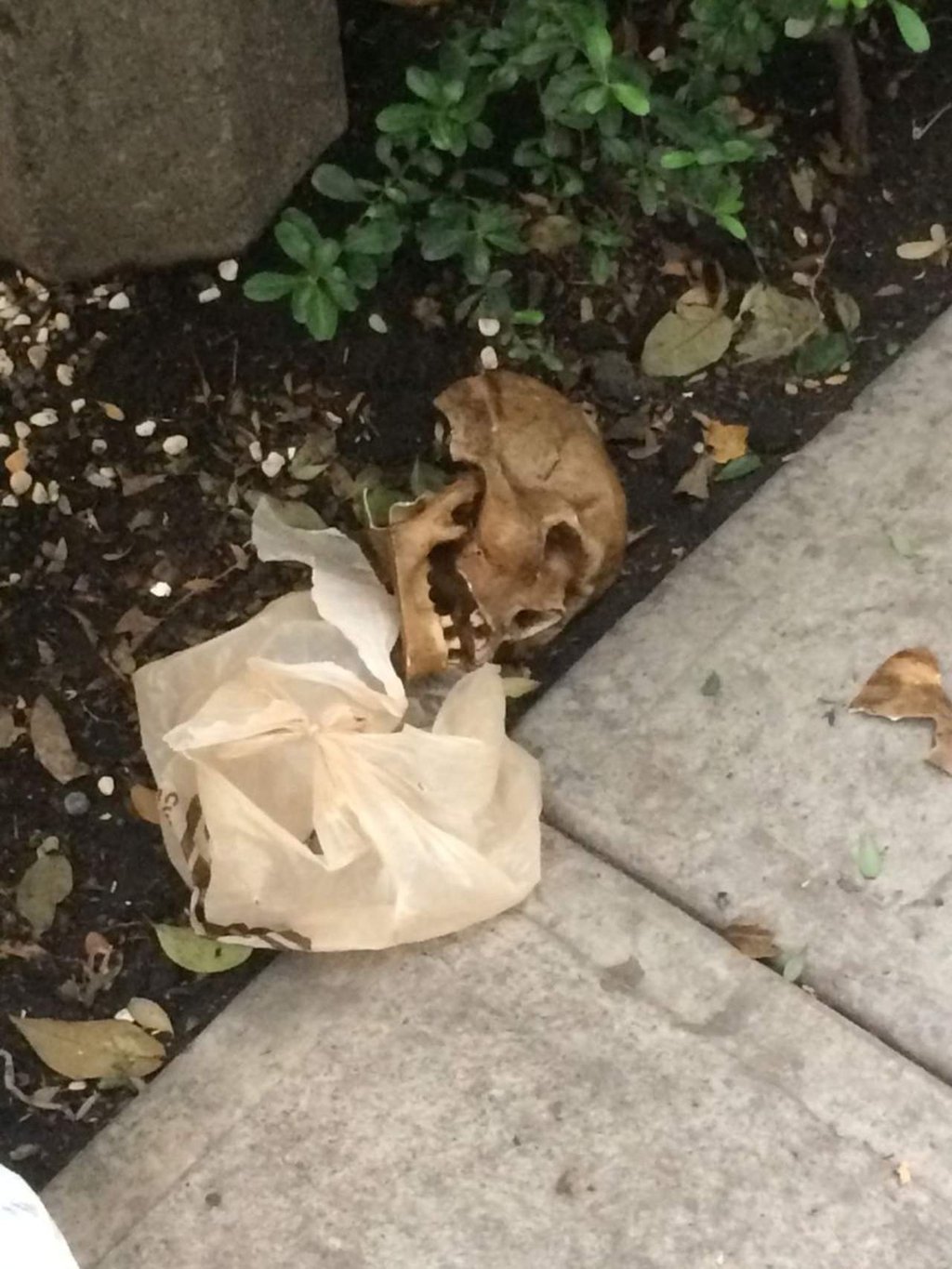 Aparición de cráneo en Polanco es negada por la Procuraduría de Ciudad de México