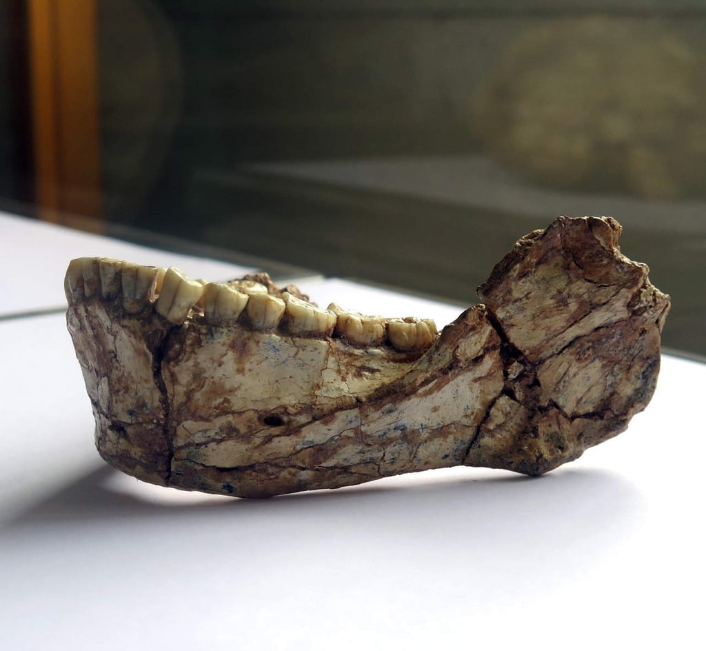 Fósil confirma el origen panafricano del Homo Sapiens