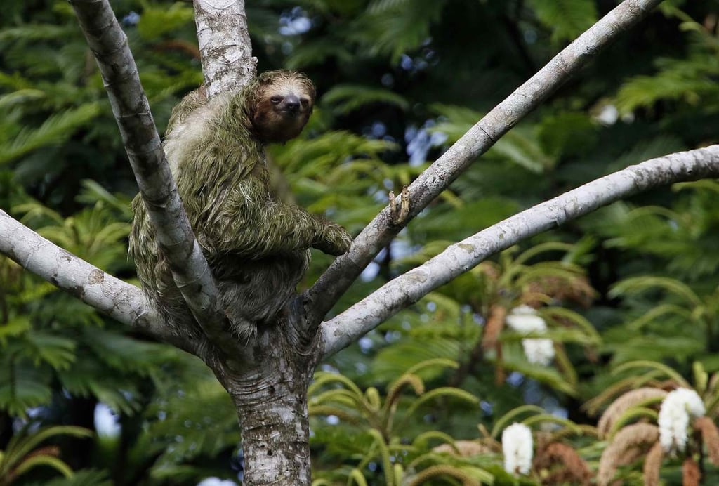 Descubren nueva especie de perezoso prehistórico