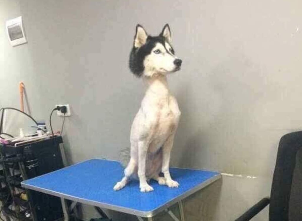 Husky siberiano rapado causa preocupación en la red