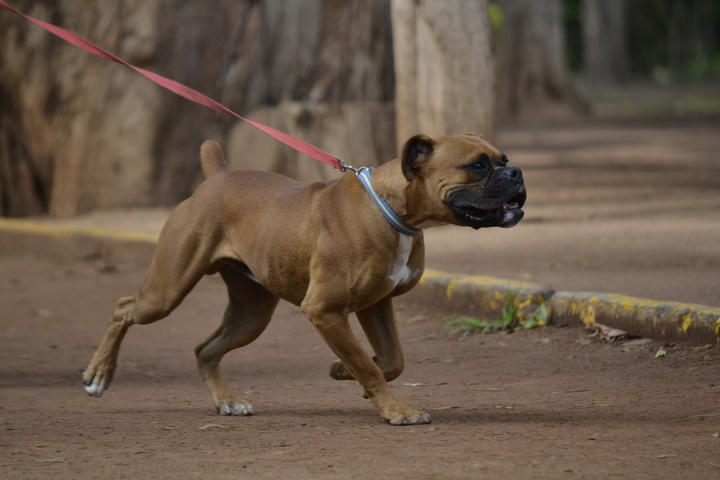 Atacan más los  perros de casa