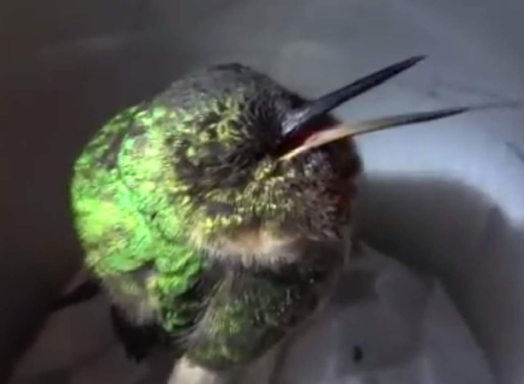 Un colibrí que parece ronca mientras duerme