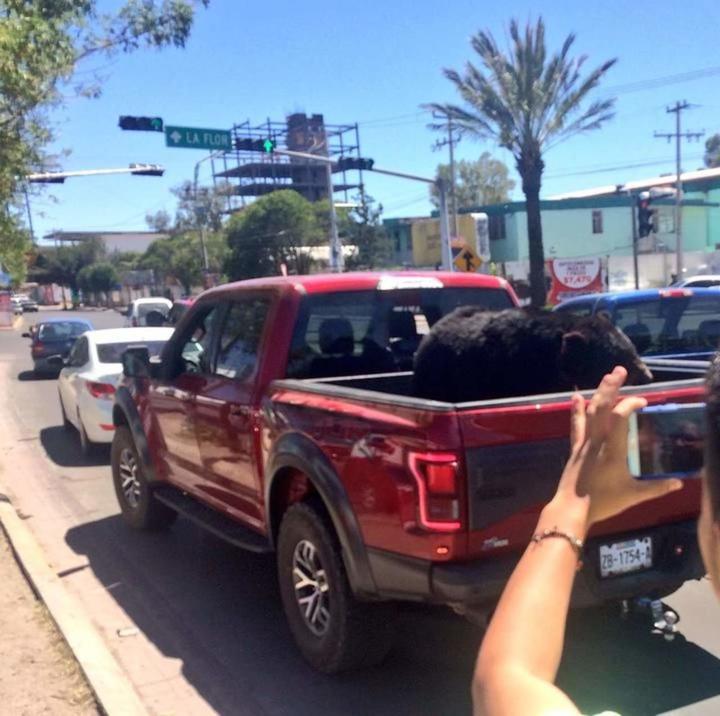 Oso 'paseado' en camioneta ya fue entregado