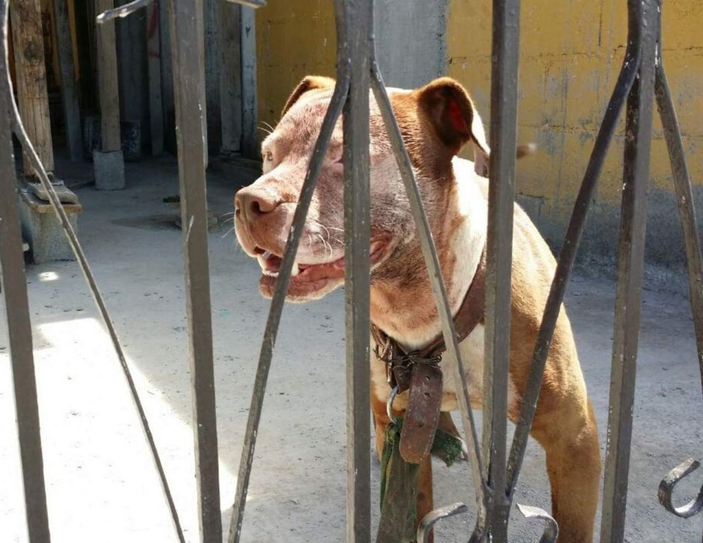 Desde hoy, penas de cinco años de cárcel por organizar peleas de perros