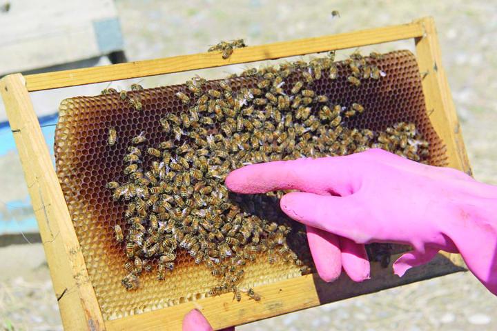 Peligra vida de abejas por calor