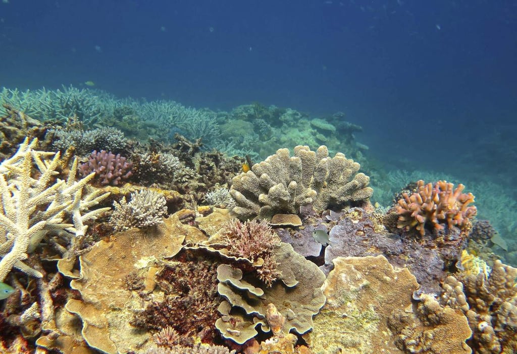 ¿Cuánto vale la Gran Barrera de Coral de Australia?