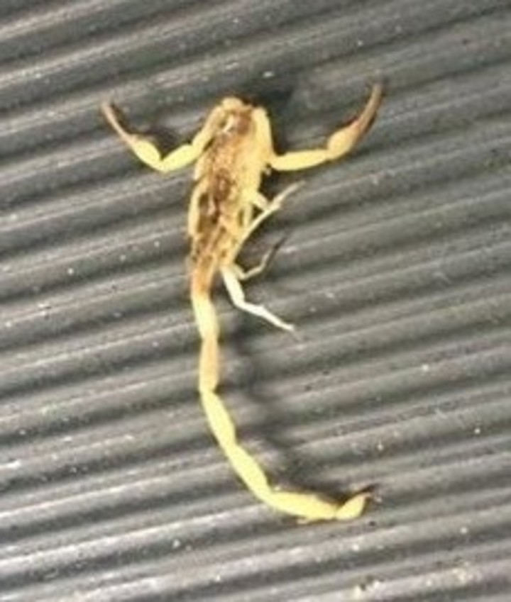 Alacranes salen más en tiempo de lluvias