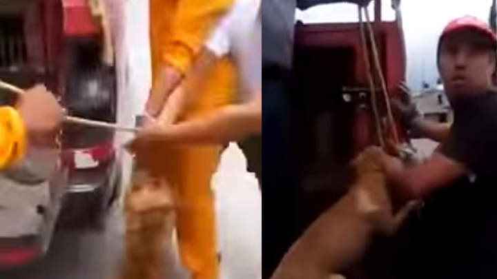 Arman trifulca para salvar a can de la perrera