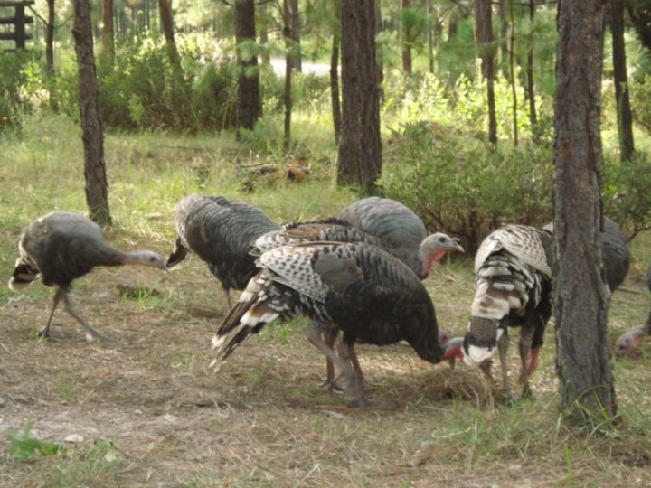 Hay 160 UMAs en activo: Semarnat