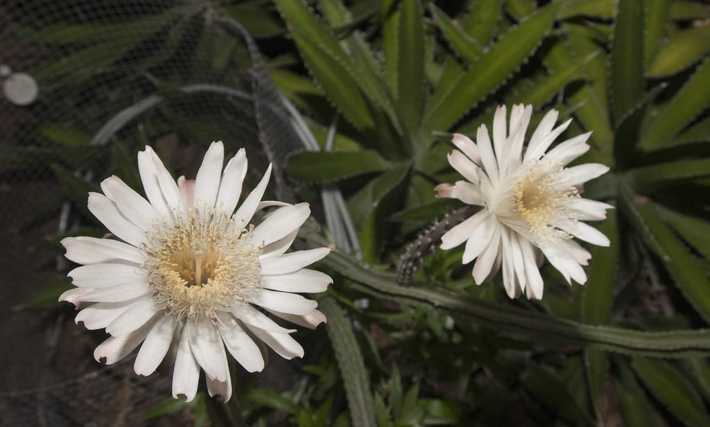 Flor de un cactus 'muerto' reina por una noche