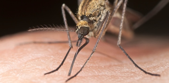 Registran cinco casos de dengue
