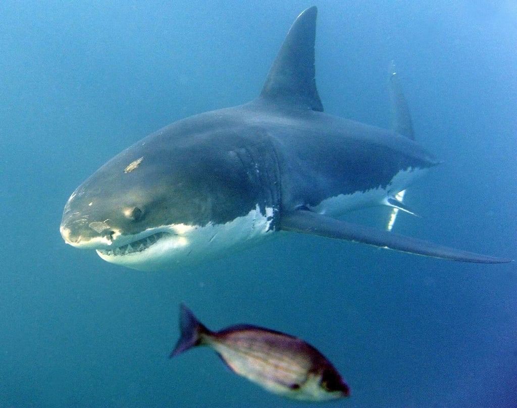 Tiburón blanco, ¿temerle o cuidarlo?