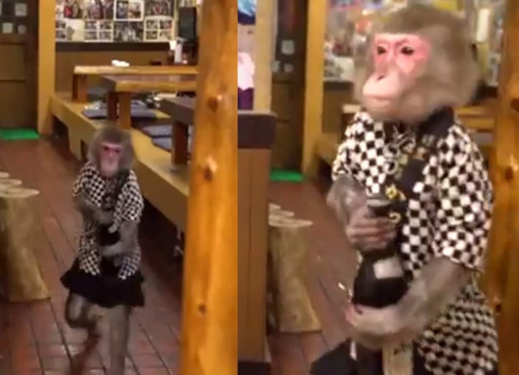 En este bar japonés contratan monos como meseros