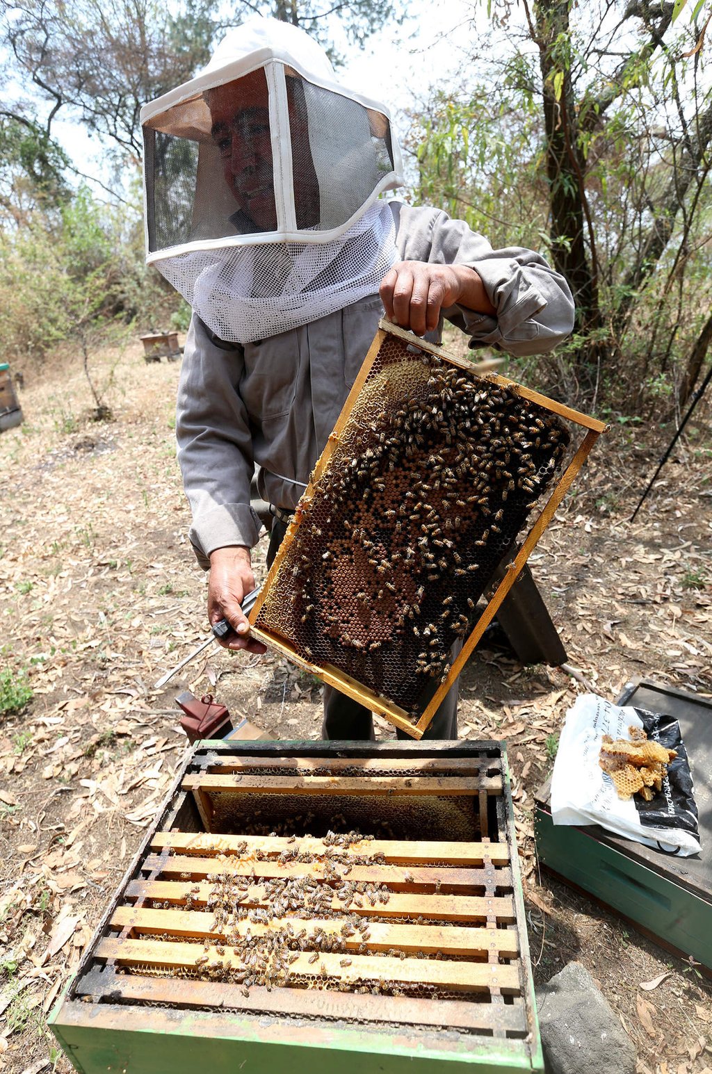 La miel mexicana, una de las más cotizadas en el mundo