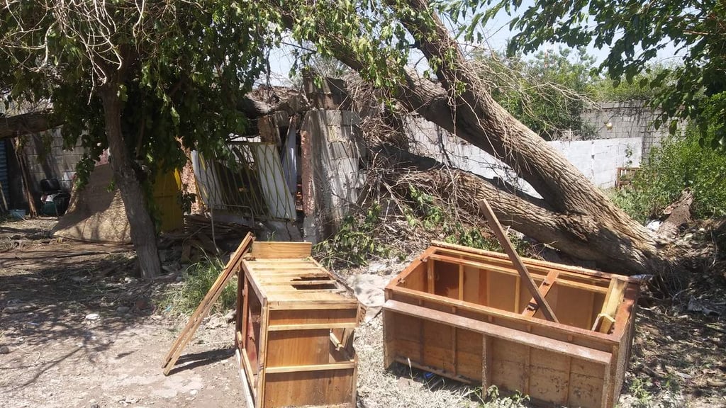 Cae árbol y derrumba techo de habitación en Lerdo