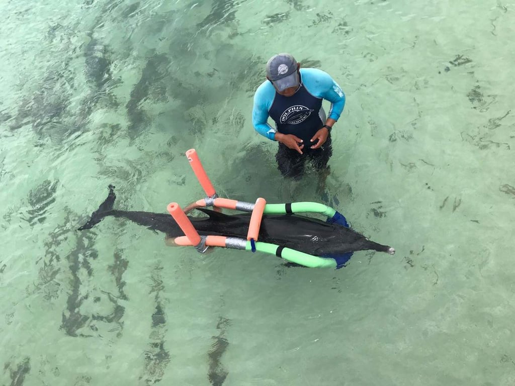 Delfín varado en playas yucatecas muere