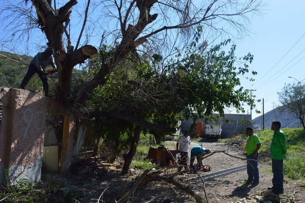 Inician el retiro del árbol que destruyó una casa en Lerdo